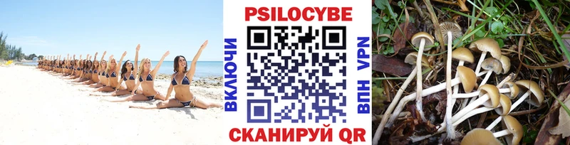 где найти   Красный Кут  Галлюциногенные грибы мухоморы 